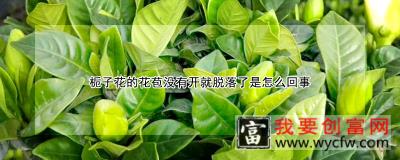 栀子花的花苞没有开就脱落了是怎么回事