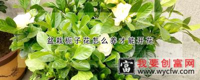 盆栽栀子花怎么养才能开花