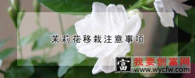 茉莉花移栽注意事项