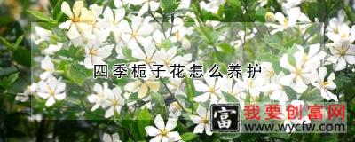 四季栀子花怎么养护