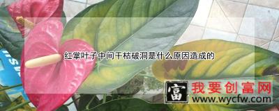 红掌叶子中间干枯破洞是什么原因造成的