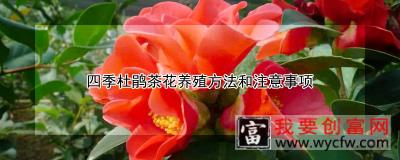 四季杜鹃茶花<a href=https://www.wycfw.com/e/tags/?tagid=63 target=_blank class=infotextkey><a href=https://www.wycfw.com/yangzhi/ target=_blank class=infotextkey>养殖</a></a>方法和注意事项