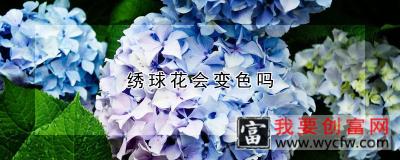 绣球花会变色吗