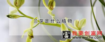 兰芽是什么植物