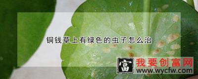 铜钱草上有绿色的虫子怎么治