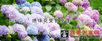 绣球花变色原理