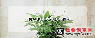 一帆风顺开完花怎么修剪