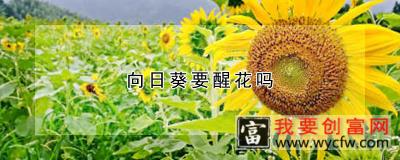 向日葵要醒花吗