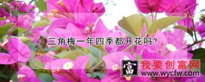 三角梅一年四季都开花吗？