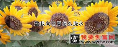 盆栽向日葵怎么浇水