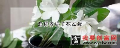 怎样养栀子花盆栽