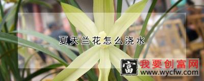 夏天兰花怎么浇水