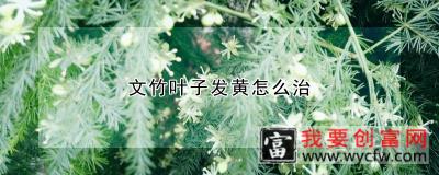 文竹叶子发黄怎么治