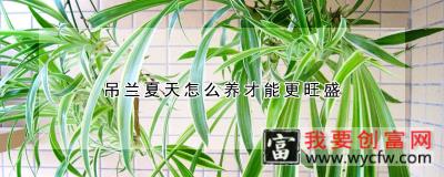 吊兰夏天怎么养才能更旺盛