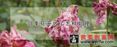 月季花开败了怎样处理