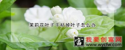 茉莉花叶子干枯掉叶子怎么办