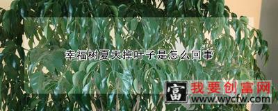 幸福树夏天掉叶子是怎么回事