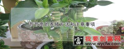 节节高的养殖方法和注意事项