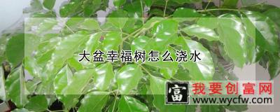 大盆幸福树怎么浇水