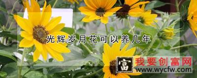 光辉岁月花可以养几年