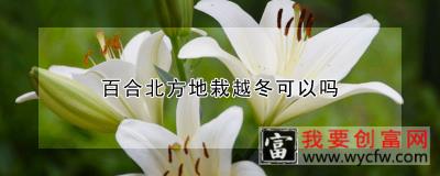 百合北方地栽越冬可以吗