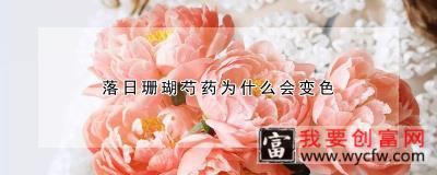 落日珊瑚芍药为什么会变色