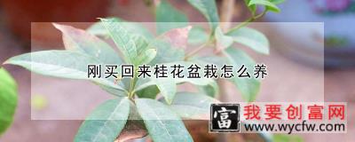 刚买回来桂花盆栽怎么养