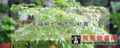 幸福树烂根怎么补救