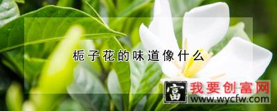 栀子花的味道像什么