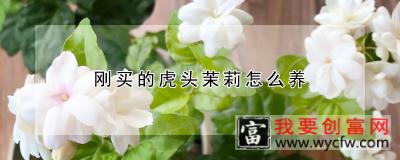 刚买的虎头茉莉怎么养