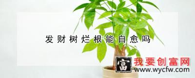 发财树烂根能自愈吗