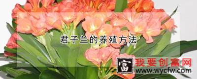 君子兰的养殖方法