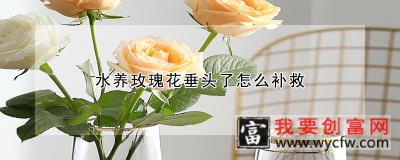 水养玫瑰花垂头了怎么补救