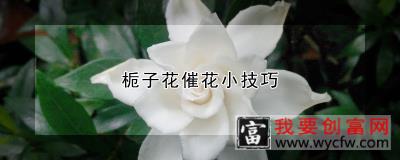 栀子花催花小技巧