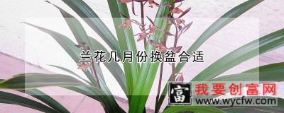 兰花几月份换盆合适