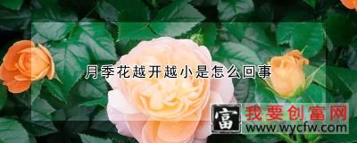 月季花越开越小是怎么回事