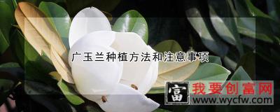 广玉兰<a href=https://www.wycfw.com/e/tags/?tagid=232 target=_blank class=infotextkey>种植方法</a>和注意事项