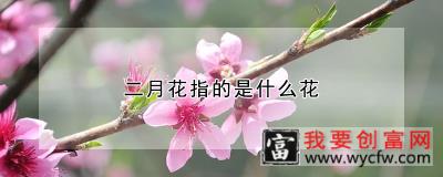 二月花指的是什么花