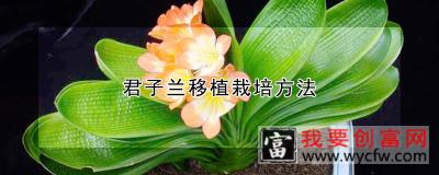 君子兰移植栽培方法