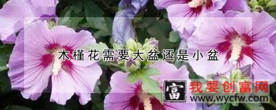 木槿花需要大盆还是小盆