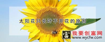 太阳花只长叶不开花的原因