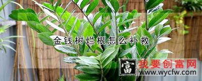 金钱树烂根怎么补救