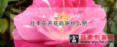 月季花开花后施什么肥