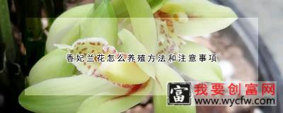 香妃兰花怎么养殖方法和注意事项