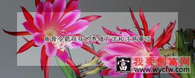 鱼骨令箭荷花的养殖方法和注意事项