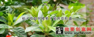 栀子花如何修剪才能开花旺盛