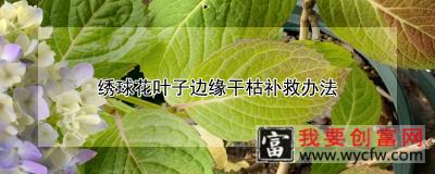 绣球花叶子边缘干枯补救办法