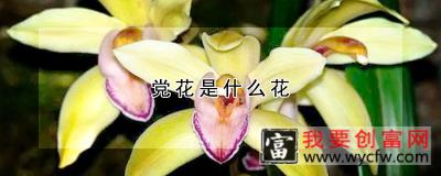 党花是什么花