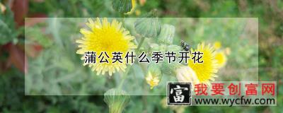 蒲公英什么季节开花