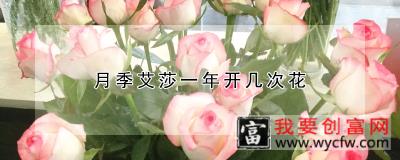 月季艾莎一年开几次花